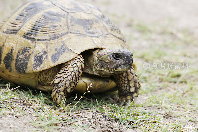 赫尔曼龟(Testudo hermanni)